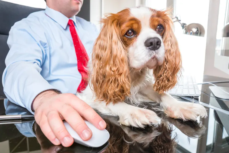 QVT et animaux : un toutou au coin du bureau pour améliorer le bien-être au travail — Strelitzia