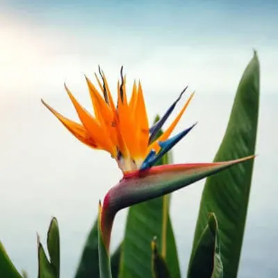 Une fleur de strelitzia, l’oiseau du paradis, orange et violette